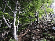 Il ripido sentiero nel bosco di faggi che  porta all'Alpe Tranio............